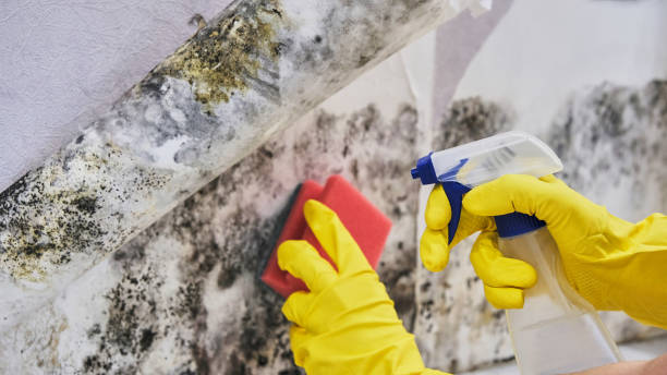 Best Mold Remediation for Specific Building Types in USA